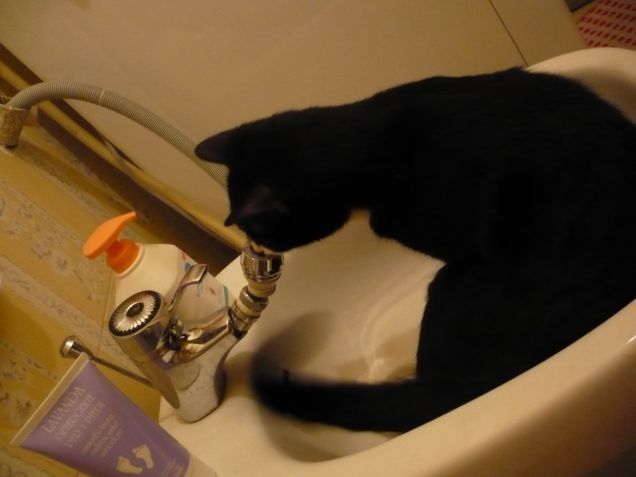 Chicco alle prese col bidet 1