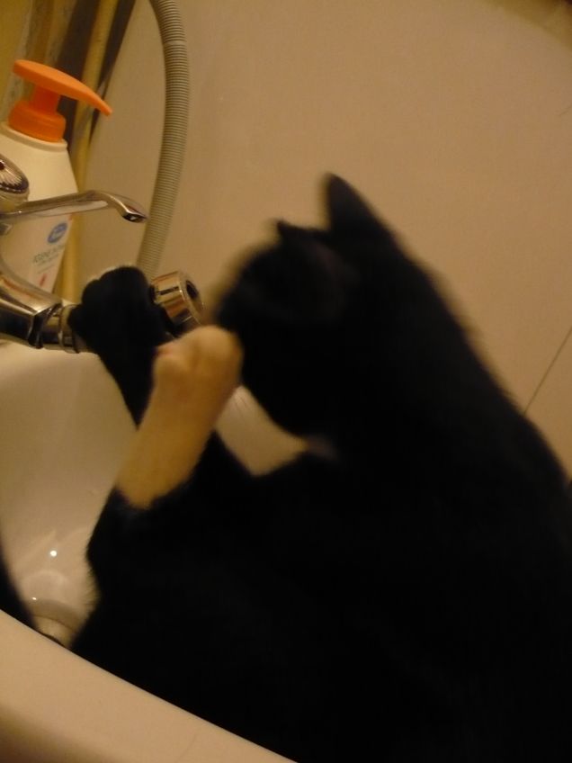 Chicco alle prese col bidet 3