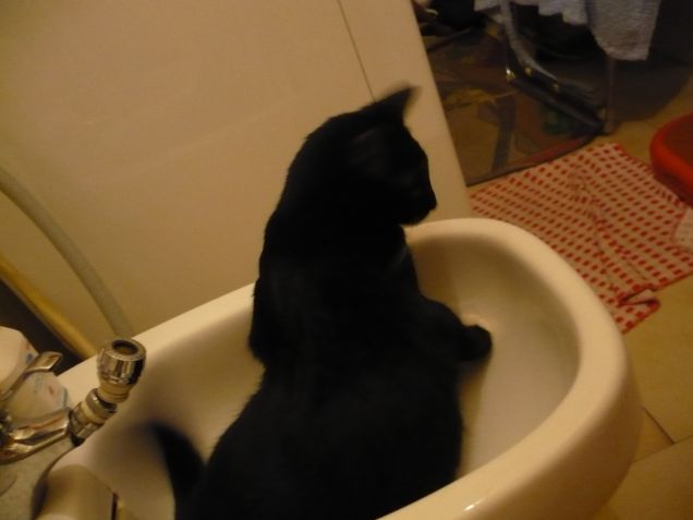 Chicco alle prese col bidet 5