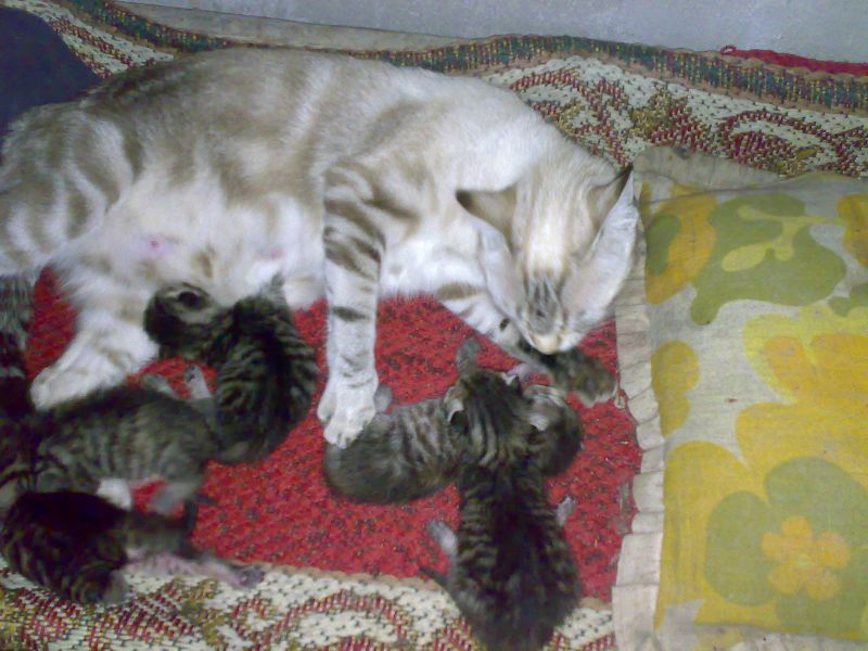 REGALO GATTINI METICCI