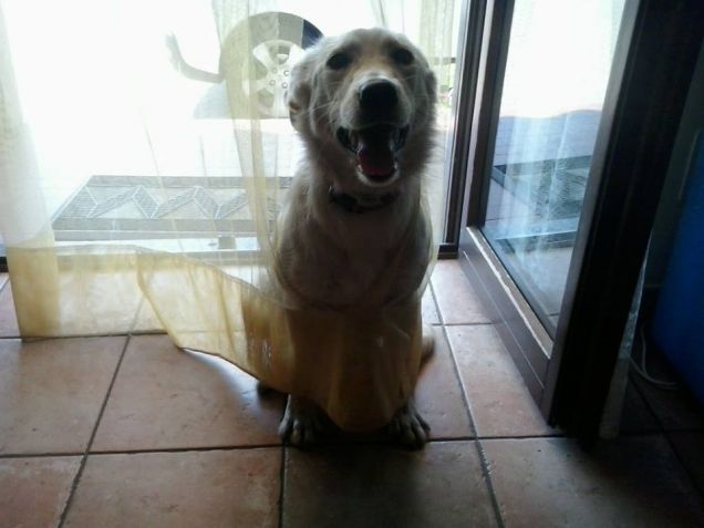 ops ho squarciato la tenda