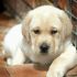 CERCO CUCCIOLO DI LABRADOR IN REGALO