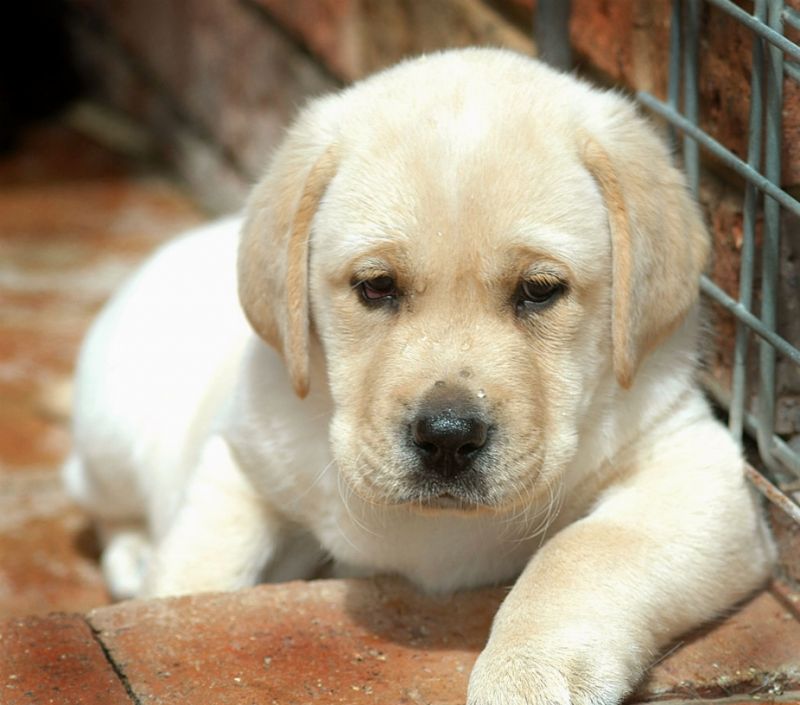 CERCO CUCCIOLO DI LABRADOR IN REGALO