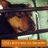 Yuri incocio rottwailer- pastore tedesco. 