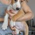 Bellisima cuccucciola Bull Terrier con Pedigree ENCI cucciolo