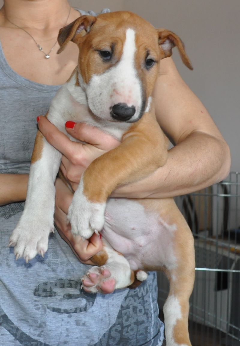 Bellisima cuccucciola Bull Terrier con Pedigree ENCI cucciolo