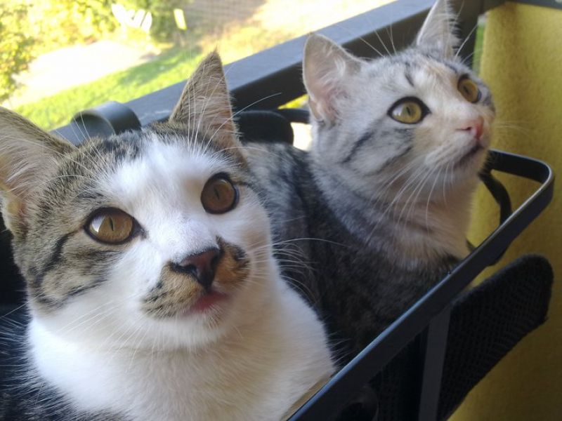 cerco in regalo cucciolo cane piccolissime dimensioni