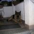 cerco cane o cucciolo di pastore tedesco  taglia grande di razza da adottare