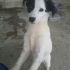 ROXIE - CUCCIOLA DI TAGLIA M. PICCOLA A GENOVA