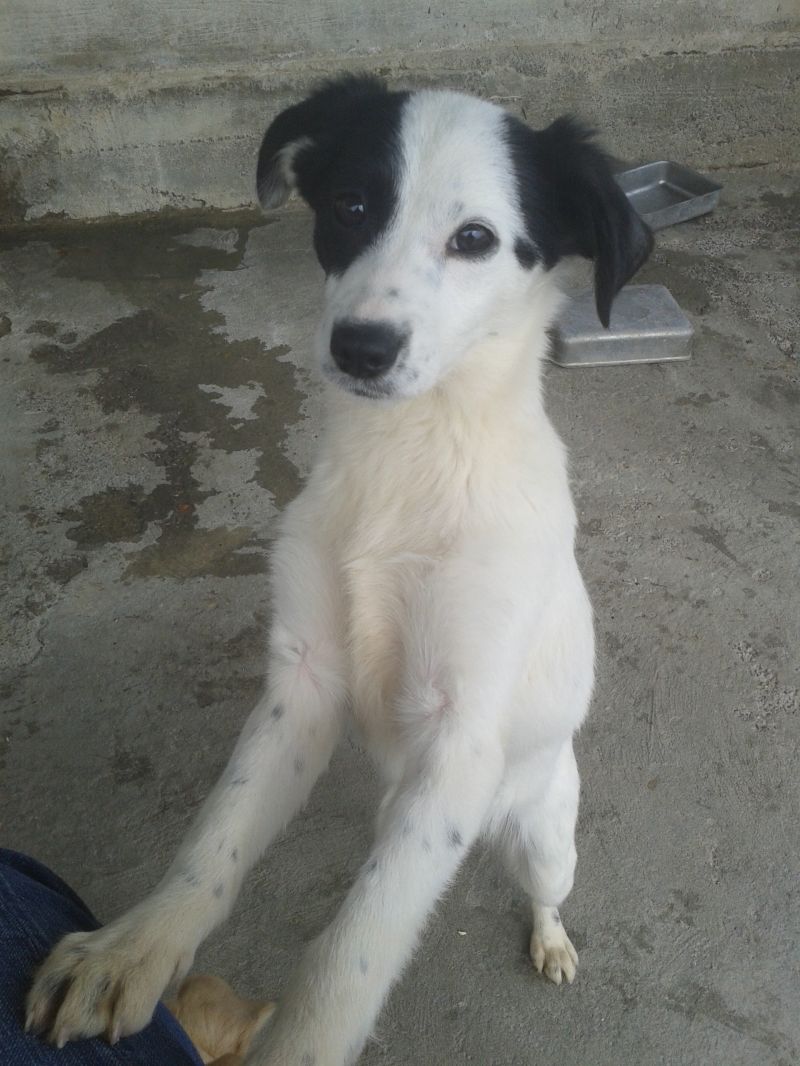 ROXIE - CUCCIOLA DI TAGLIA M. PICCOLA A GENOVA