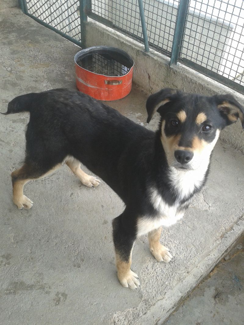 KORA - CUCCIOLA DI TAGLIA MEDIA A GENOVA