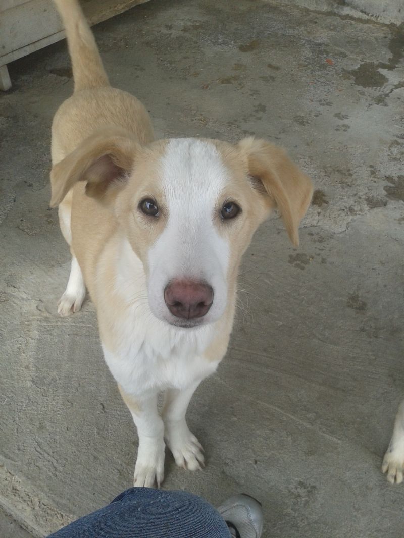 HOBBIT - CUCCIOLO DI TAGLIA MEDIA A GENOVA