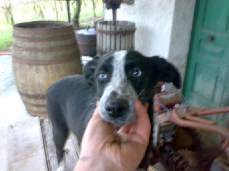 ARTHUR - CUCCIOLO DI TAGLIA MEDIA A GENOVA