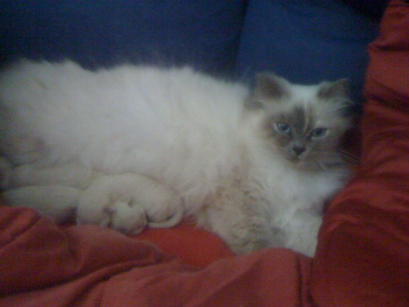 sacro di birmania cuccioli