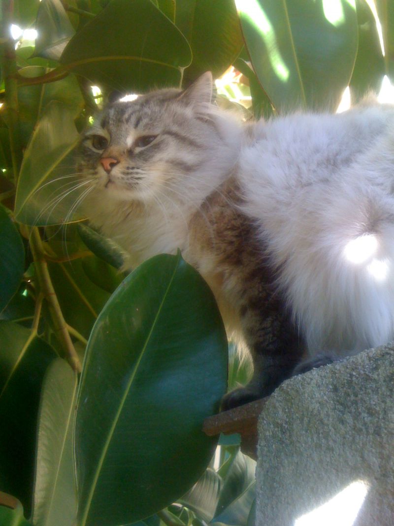 SIBERIANO NEVA MASQUERADE CERCA FIDANZATA