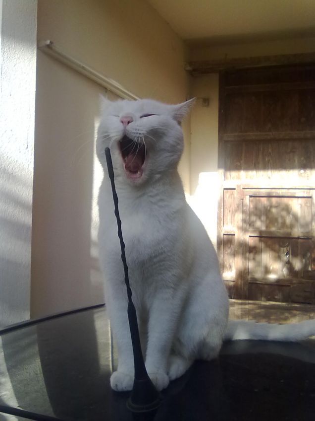 Maurizo al Festival di Sanremo