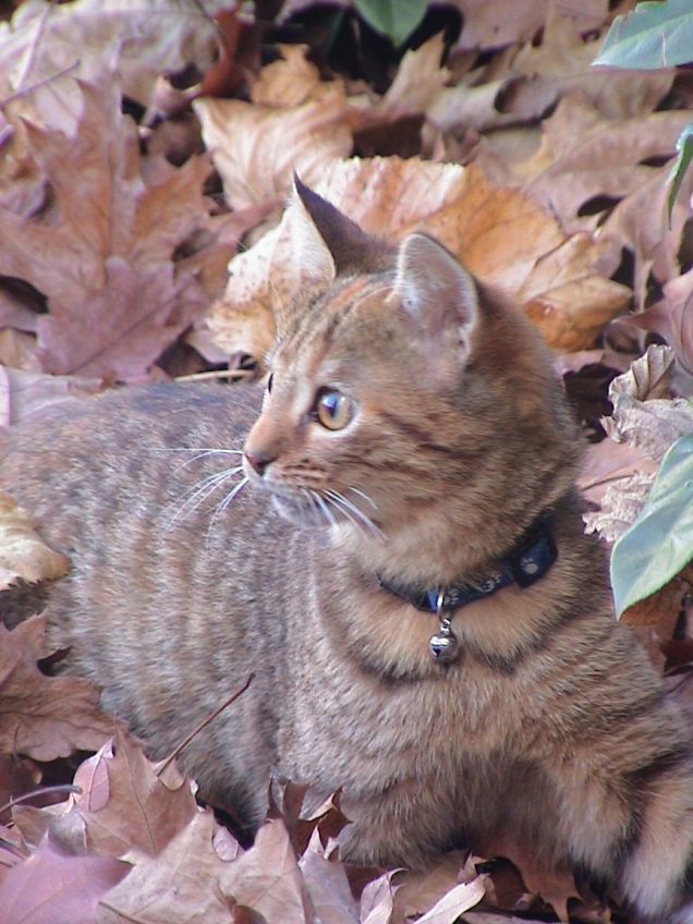 Azzurrina Nelle Foglie 