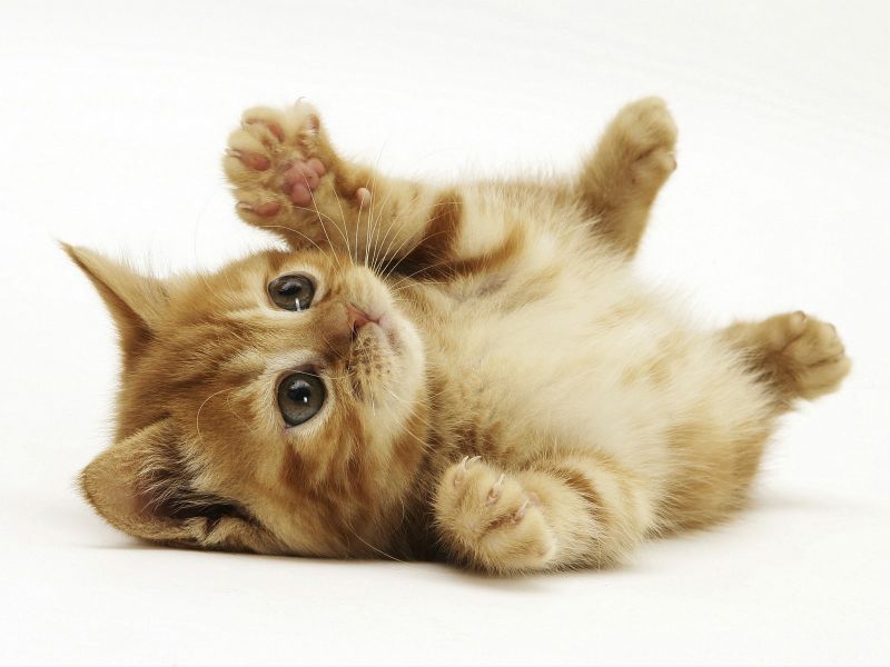 cerco gattino/a cucciolo/a