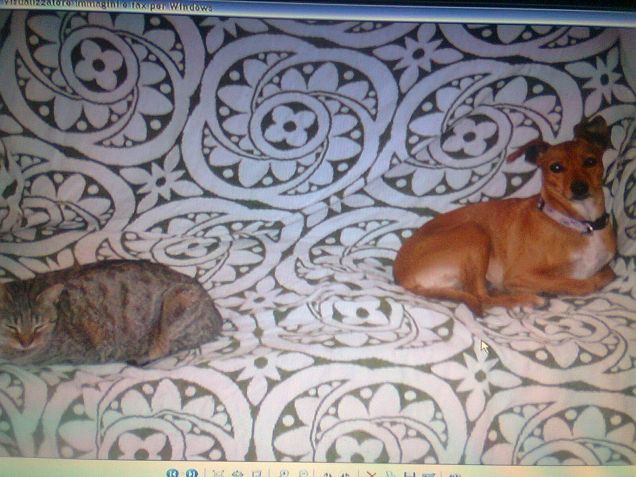maya e micia
