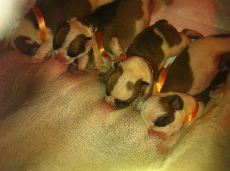 cuccioli bulldog inglese