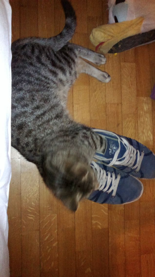 gatto con le scarpe