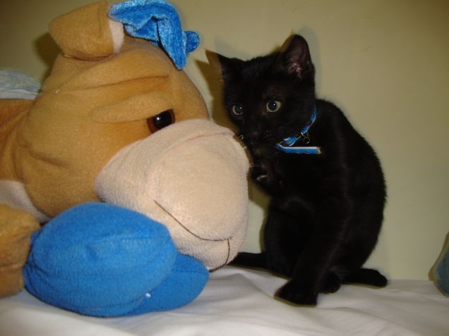 Chappy e il peluches