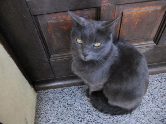 matisse, il principino..