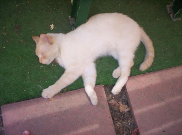 sogni d'oro fiocchino!