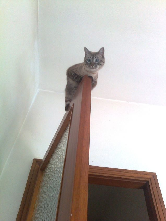 La mia gattina vola sulle porte