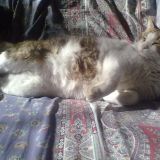 Tatu il Pandoro