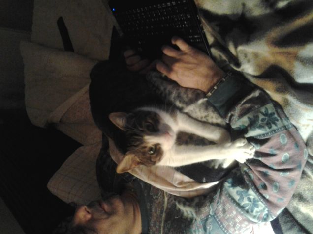 Un gatto informatico