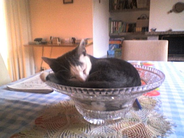 Il micetto nel centrotavola