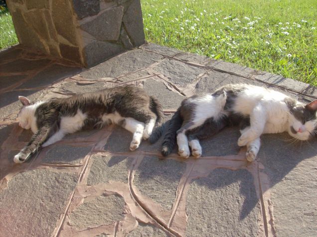 Bello prendere il sole!