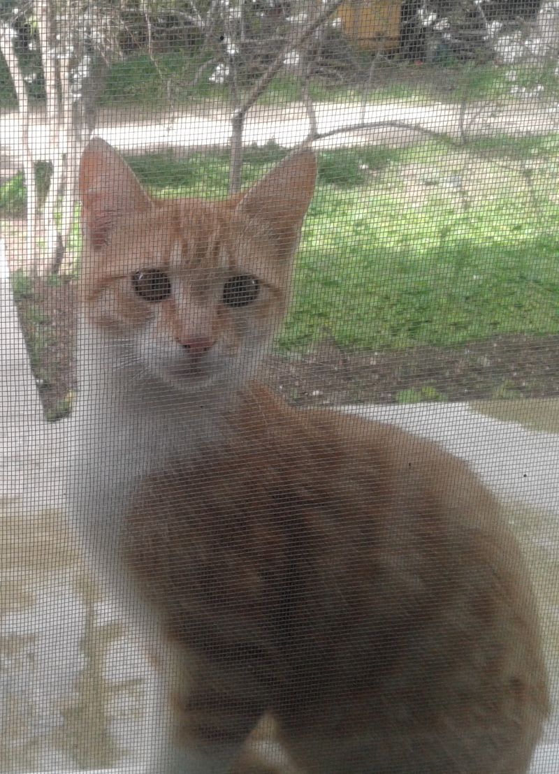 Regalasi cucciolo di gatto rosso
