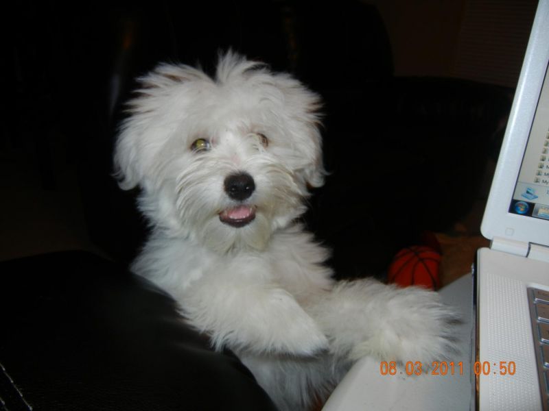 CERCO CUCCIOLO DI PICCOLA TAGLIA