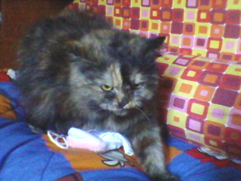 gattina persiana cercasi urgente