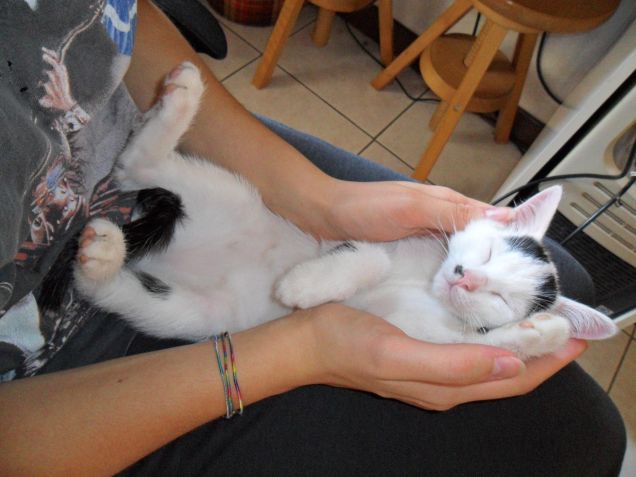 Ecco, brava umana, tienimi la testa..