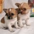 chiwawa mini