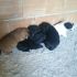 1 cucciolo di cane miticcio con mamma cercano casa