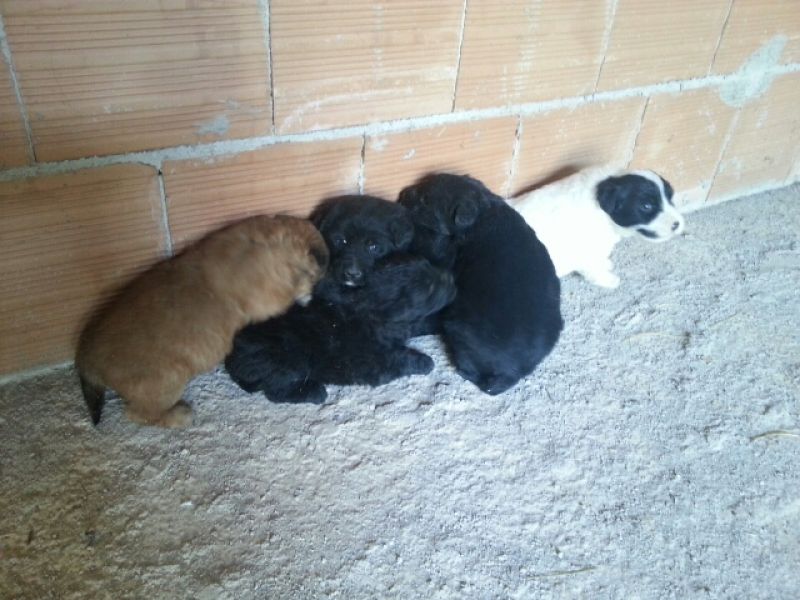 1 cucciolo di cane miticcio con mamma cercano casa