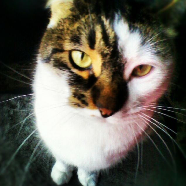 Che hai da guardare?