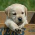 cerco cucciolo di labrador in regalo