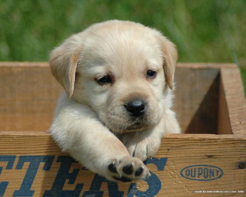 cerco cucciolo di labrador in regalo