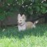 adozione cane