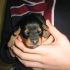 regalo cucciolo cane