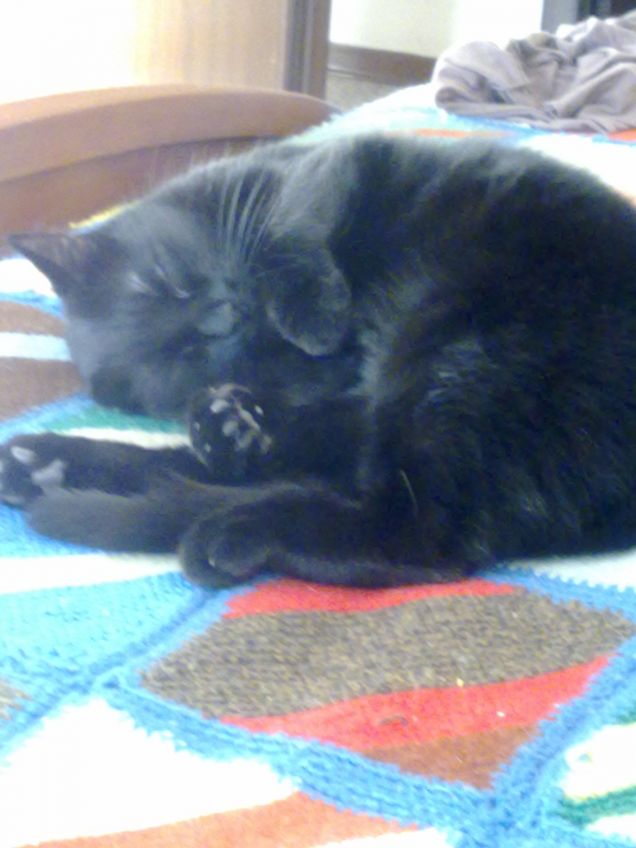 chi dorme non piglia pesci 