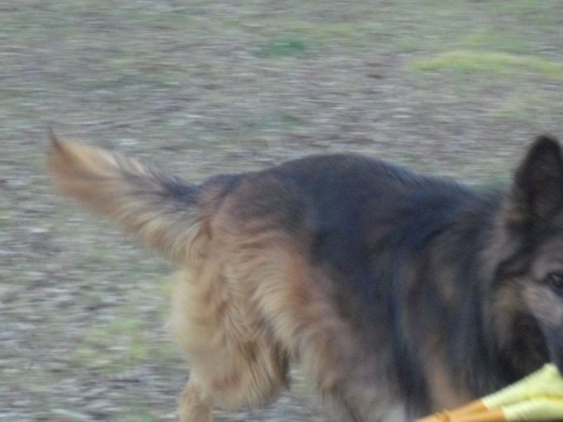 cerco cucciolo pastore tedesco femmina pelo lungo