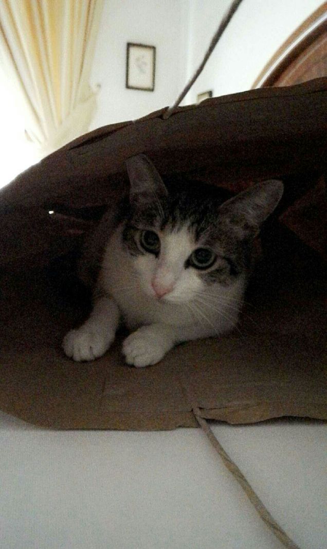 Non dire gatto se non lo hai nel sacco 