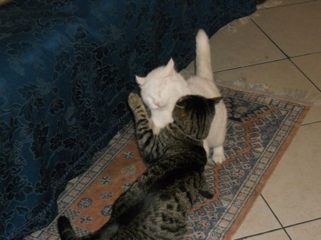 No No, niente da fare da qui non si passa!!