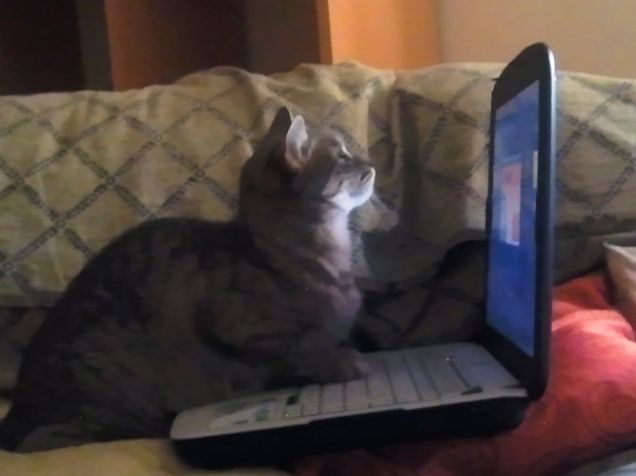 Caro Micio ti scrivo 